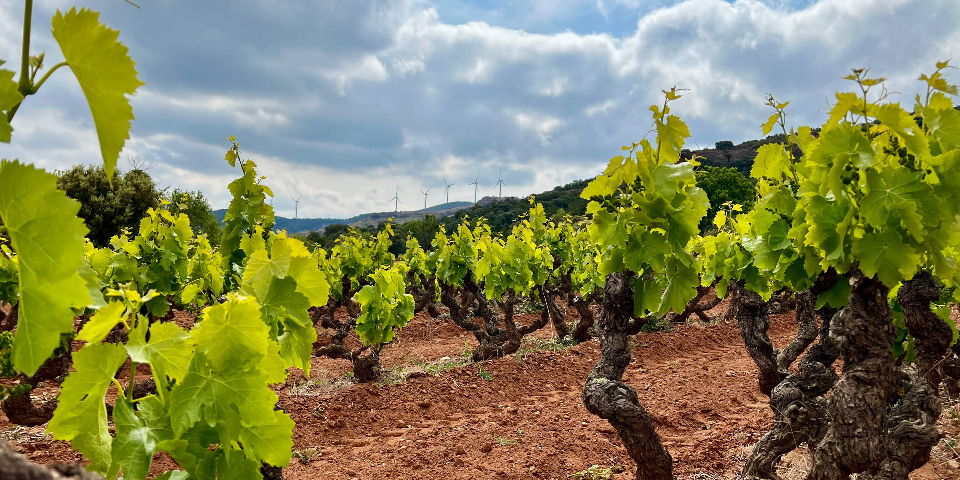 vinarstvi-uvodni-arizcuren@2x