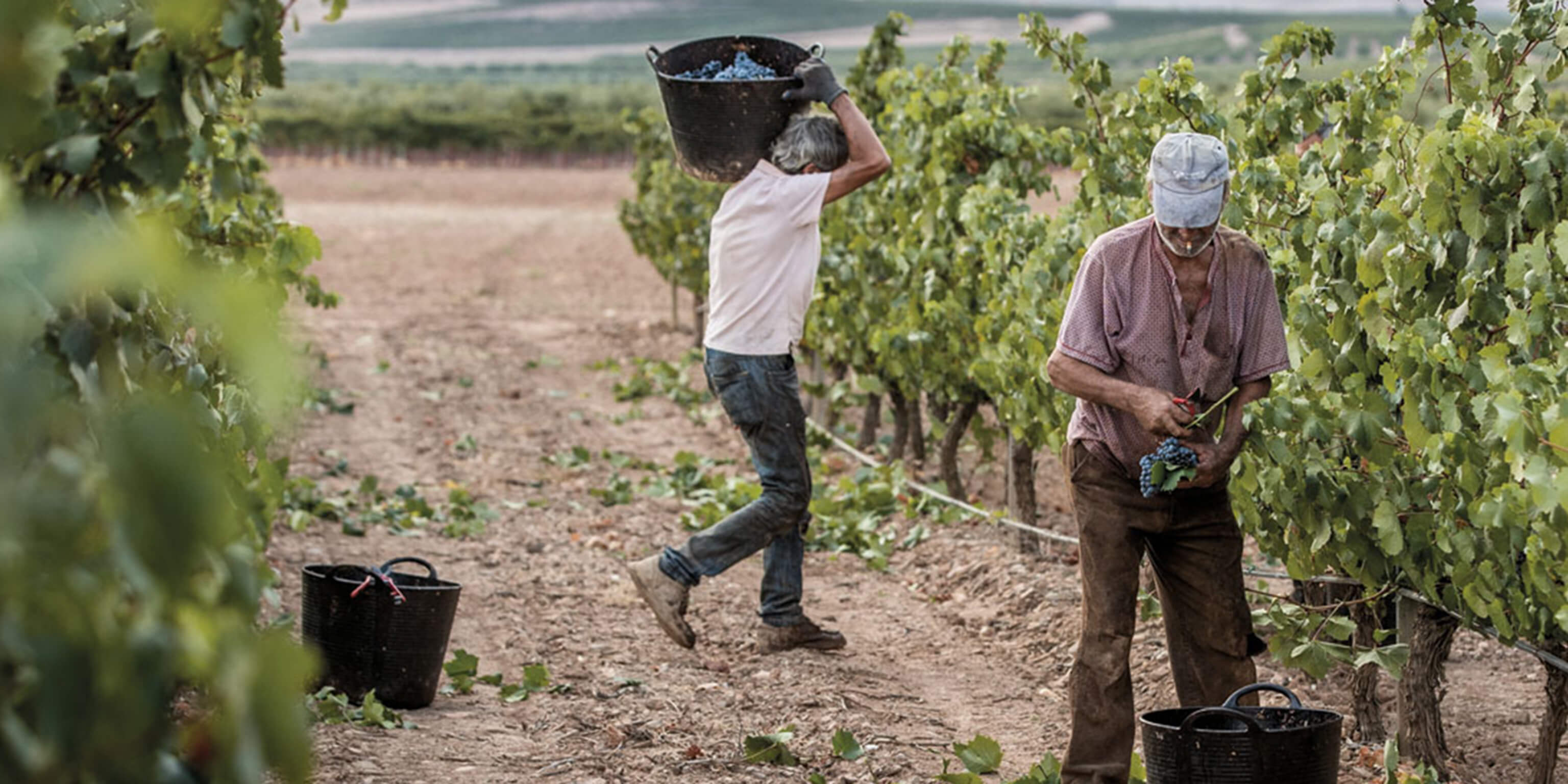 vinarstvi-uvodni-illurce@2x